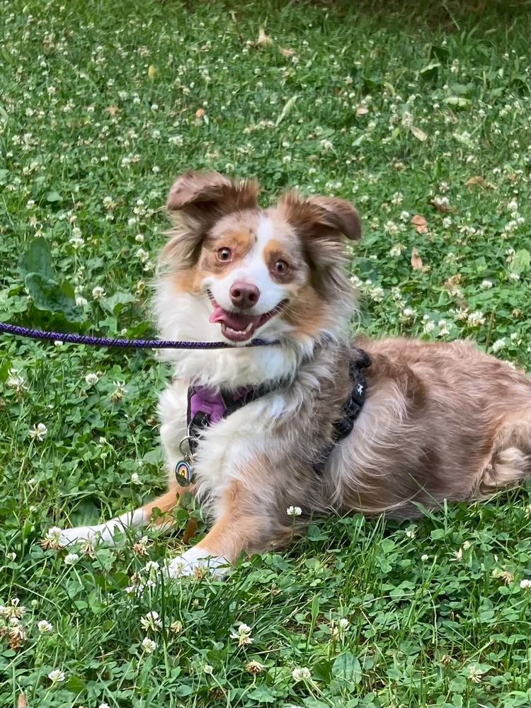 My very excited mini Aussie with a crazy smile, on her first walk in the park by our new apartment