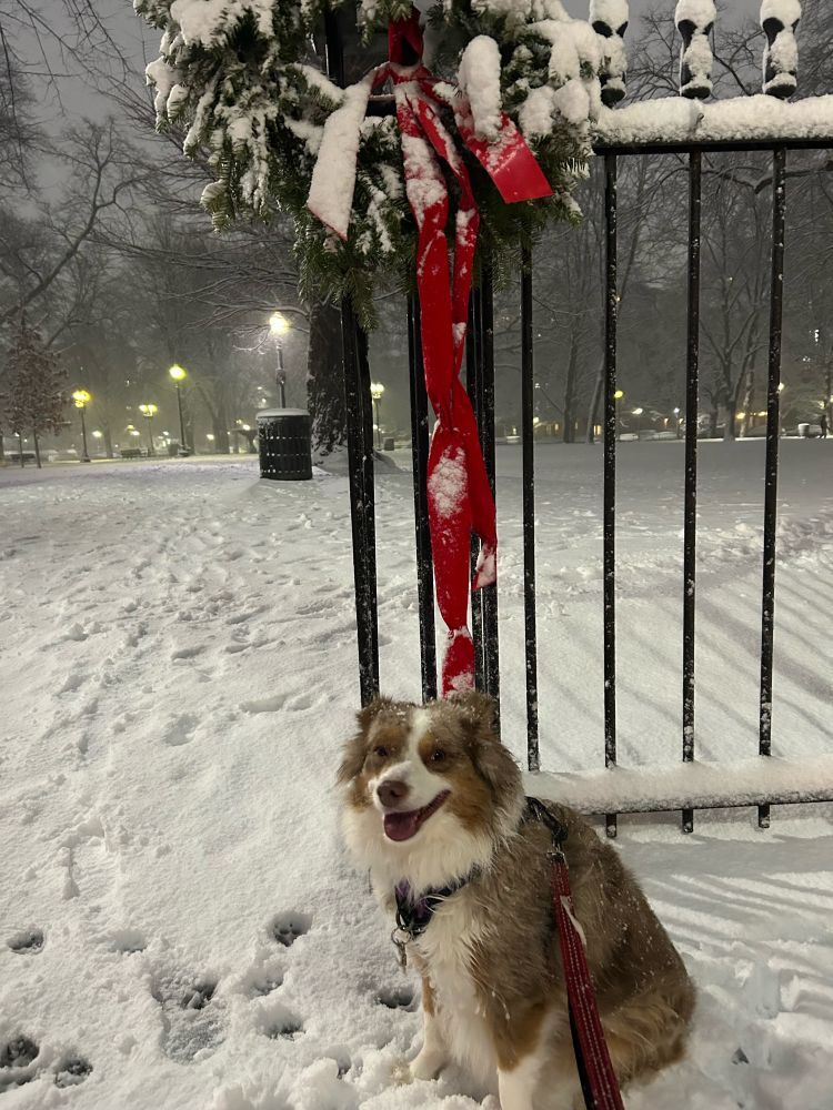 A miniature Australian shepherd smiles at the camera, sitting under a Christmas wreath covered in snow, by a park