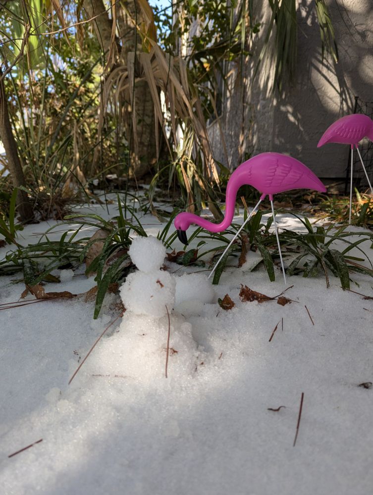 Snowman #3. About 6 inches tall. My snowman. He is quite small, as he was made this morning and the snow was very hard. Three precarious tiers, with two pine needles for arms coming out of the middle. Behind him are two lawn flamingos.