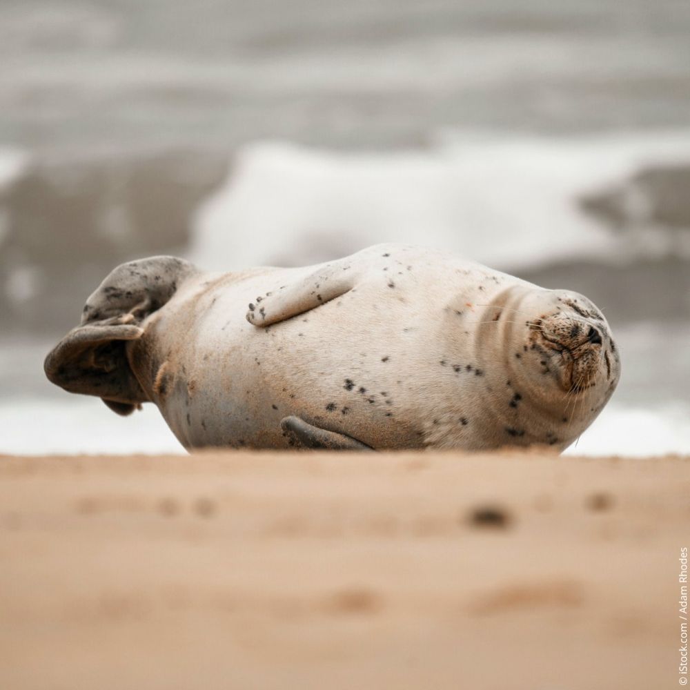 Cropped photo of a young grey seal resting on a sandy beach, taken with a zoom lens from a safe distance. The seal is lying on its side, with its head and rear flippers lifted slightly from the ground. Its pale coat is speckled with small grey spots.