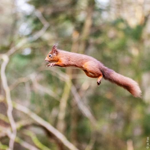 A red squirrel in Perthshire, Scotland, leaping through the air towards the left of the photo. In the background are out of focus tree and foliage.