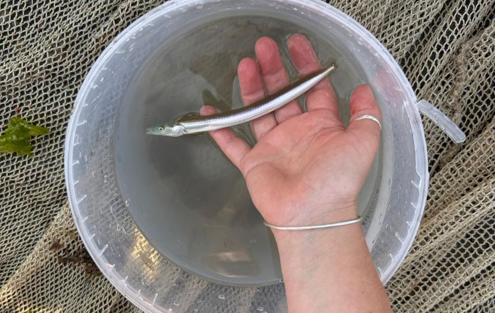 A sand eel, a small eel-like silver fish, surveyed during Restoration Forth's bioblitz in Burntisland, Fife.