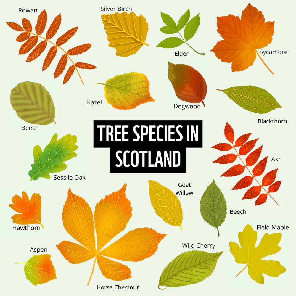 Illustration and text. Title reads ‘Tree species in the Scotland’. Autumn leaf illustrations from the following trees include: rowan, silver birch, dogwood, sycamore, blackthorn, aspen, hazel, sessile oak, elder, horse chestnut, ash, wild cherry, beech, hawthorn, goat willow, alder and field maple.