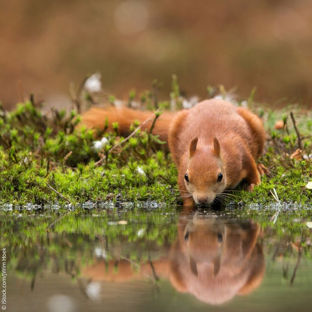 A red squirrel drinking at the edge of a pond. It's reflection is casted across the still water of the pond. The edge of the pond is surrounded by small plants and mosses.