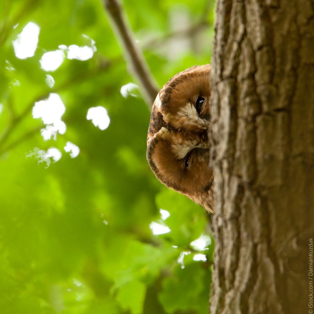 A tawny owl peering out from behind a tree trunk. It's eyes are almost fully shut and it looks like it has a sleepy expression on its face. It's in it's natural habitat, and has lush green leaves in the background.