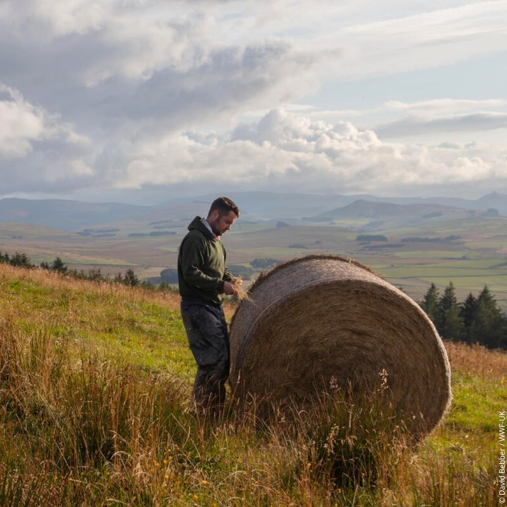 Stuart on his nature-friendly farm in the Scottish Borders, inspecting the quality of bales of hay. In the background are rolling hills and surrounding farms.