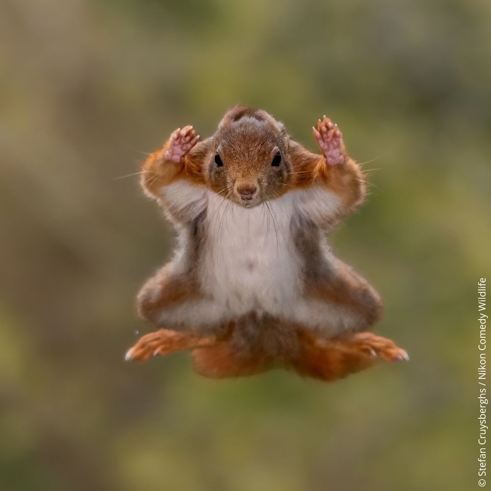 A red squirrel mid jump, photographed from below, its body spread out and arms up, almost making it look flat as it soars in the sky. The ground is blurred tones of greens and browns.