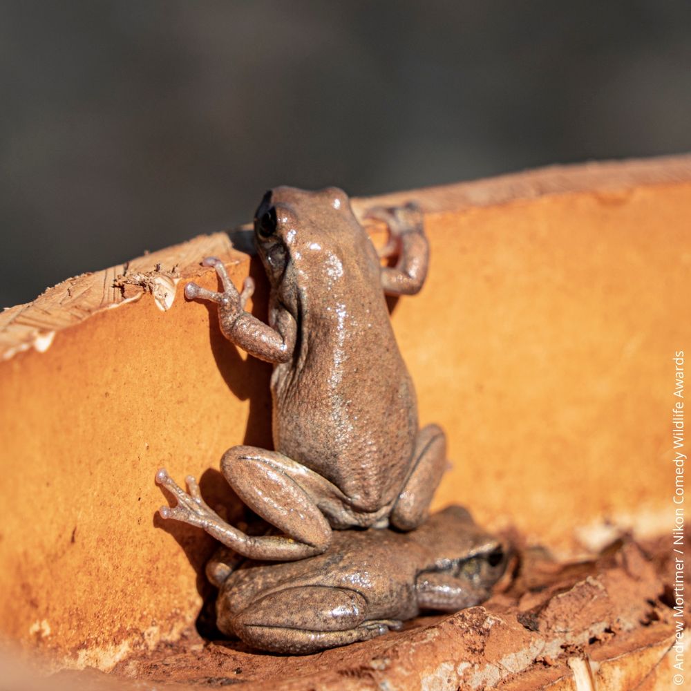 Two frogs spotted in Leonora, Australia. The photo captures one frog standing on the other frogs back to peer over the edge of a bore hole casing.