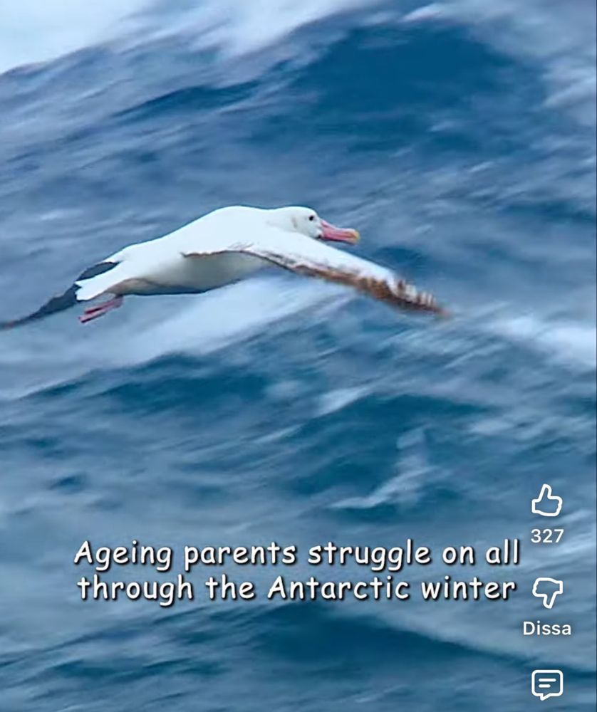 En bild av en albatross som svävar över havet. Bildtexten lyder: ageing parents struggle on all through the Antarctic winter