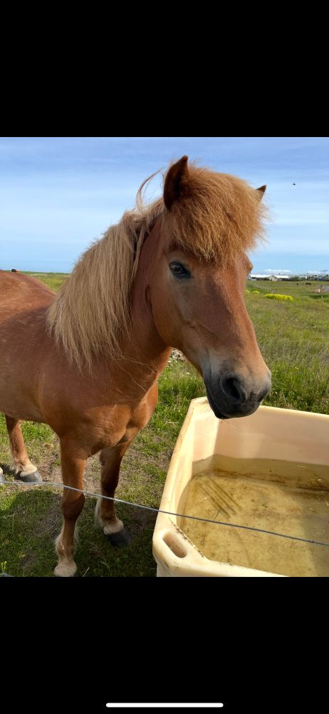 En ljusbrun islandshäst med ännu ljusare man tittar in i kameran. Grönska och blå himmel i bakgrunden