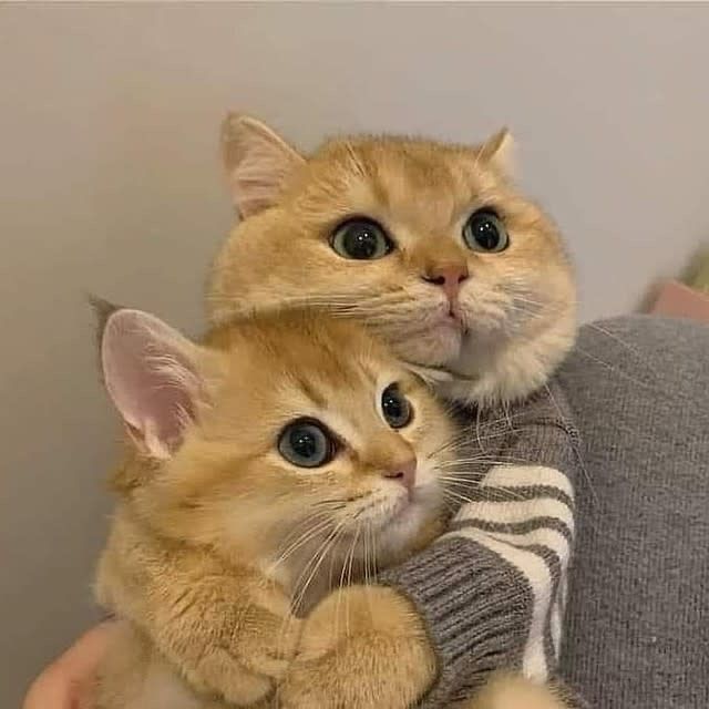 Cute cats hugging
