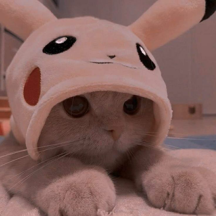 Cute cat in a Pikachu hat