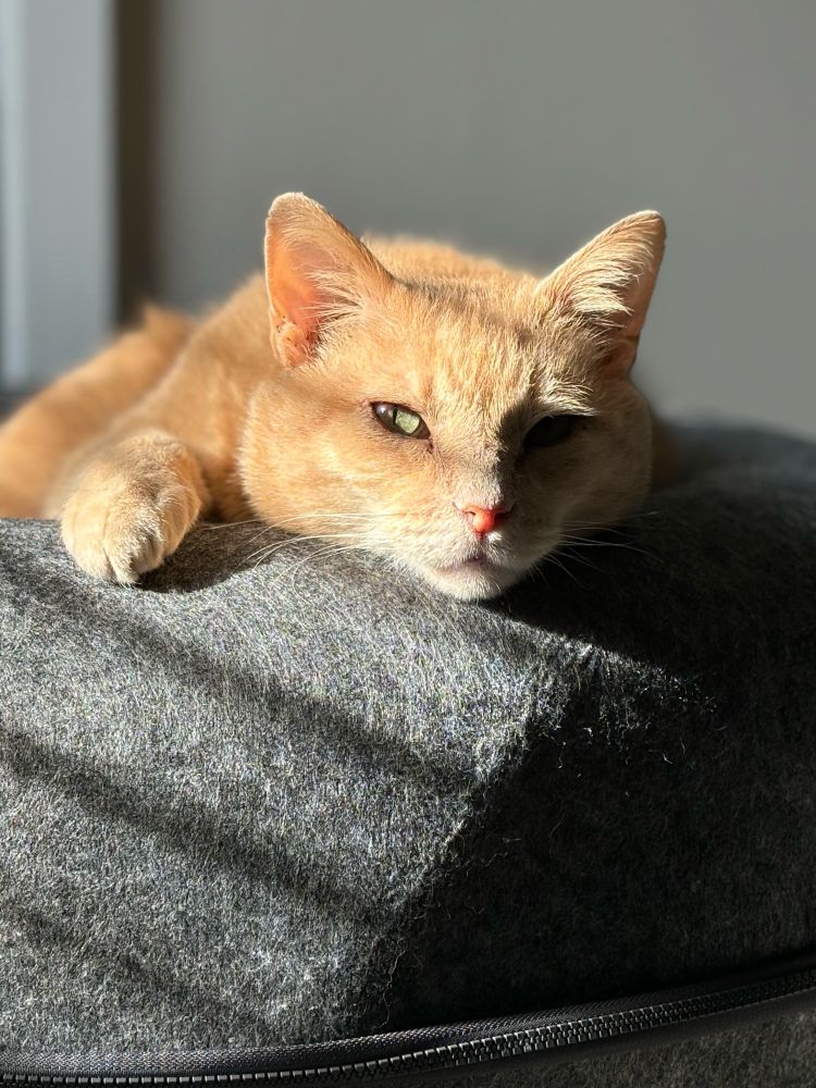 Bill, the same cream-ticked tabby from first image, is now resting his chin on the edge of the bed, looking at the camera with half-lidded, content eyes. The blinds on the window out of frame cast diagonal shadows across his body and the cat bed.