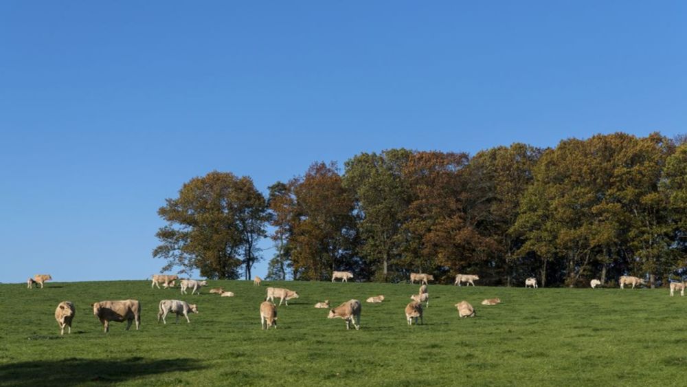 Wandelaar (67) in Limburgs natuurgebied gedood door runderen