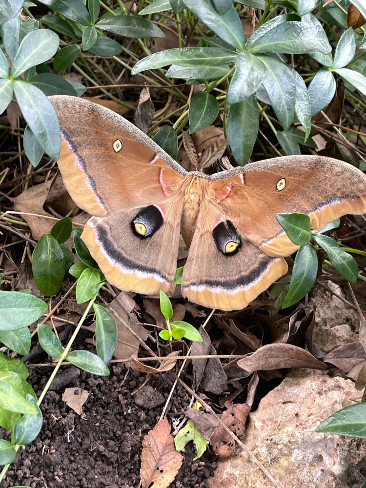 A large tan Polyphemus moth on the ground surrounded by green leaves