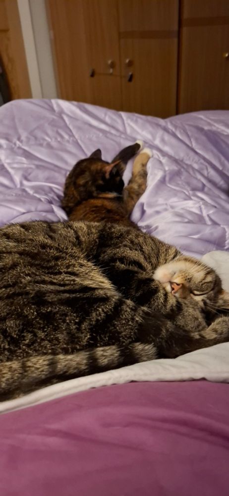 Pepsi and Cola stretched out on my bed
