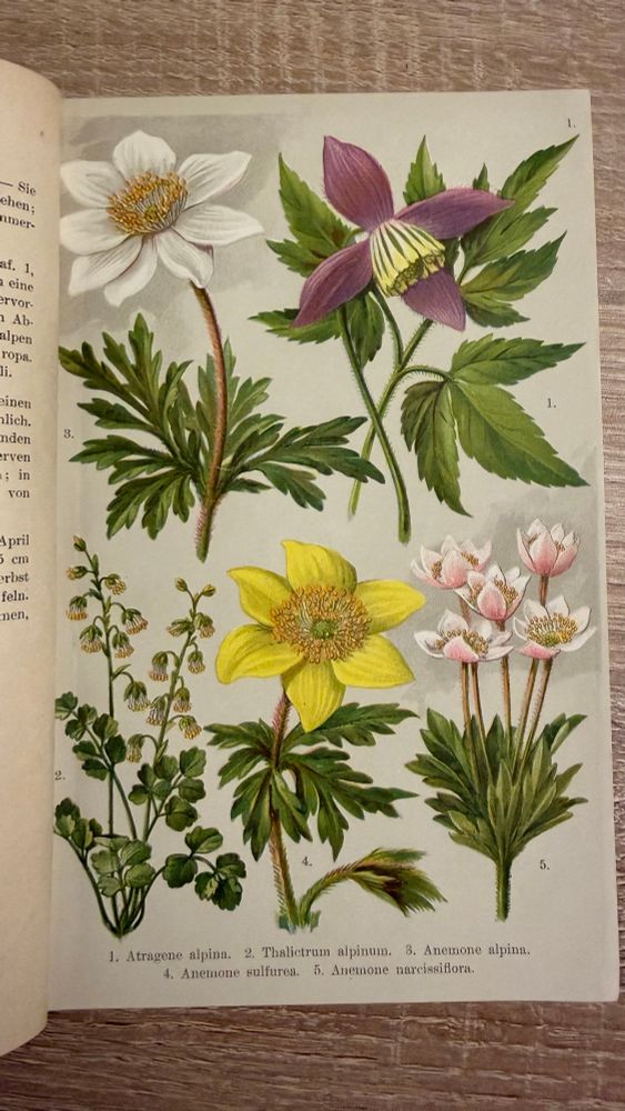 Botanische Illustration mit vier verschiedenen Alpenanemonen in Weiß, Lila, Gelb und Rosa, jeweils mit grünen Blättern.