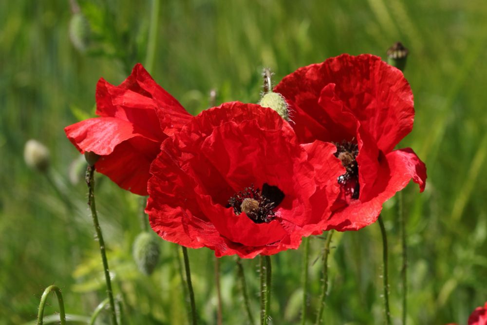 Blumen und Natur – Pflanzenbestimmung von Michael Richter