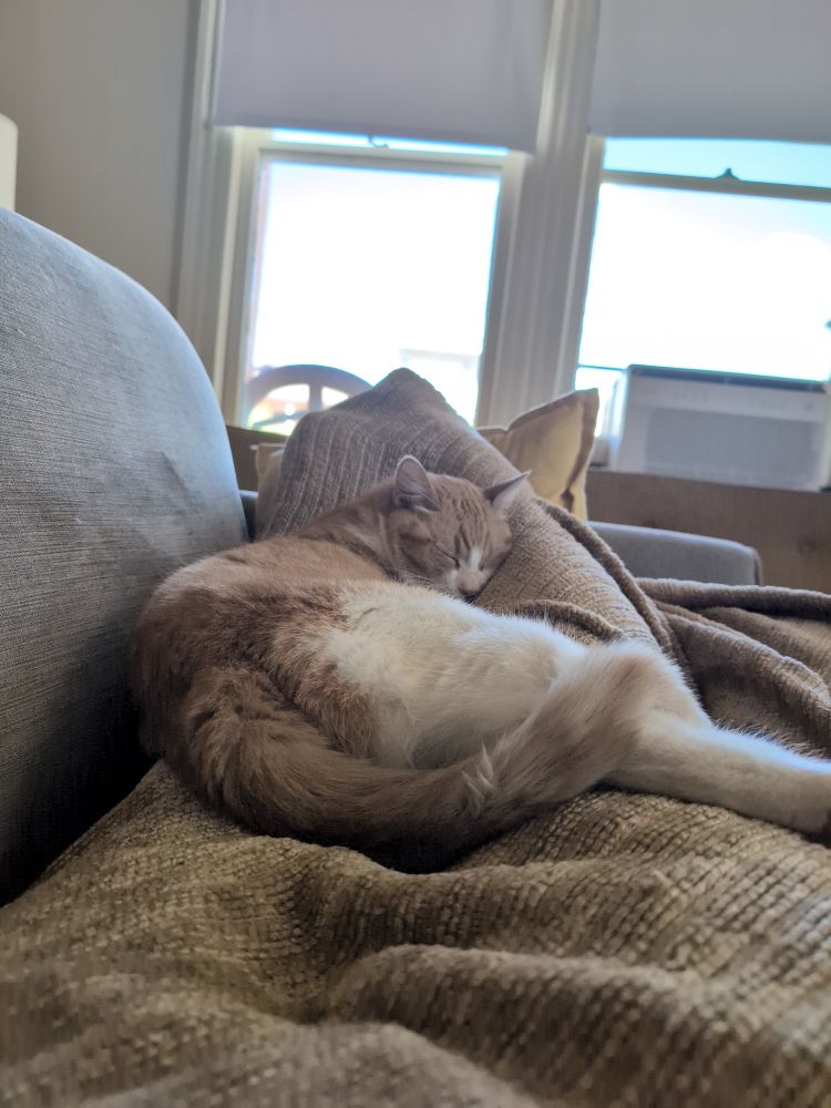 Cat sleeping on my legs which are under a blanket 