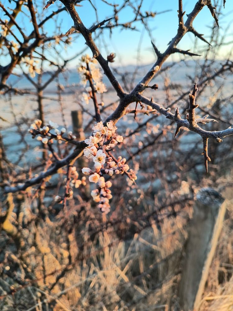 Close up of Blackthorn blossom on a dark spiky branch with fence and blue sky behind