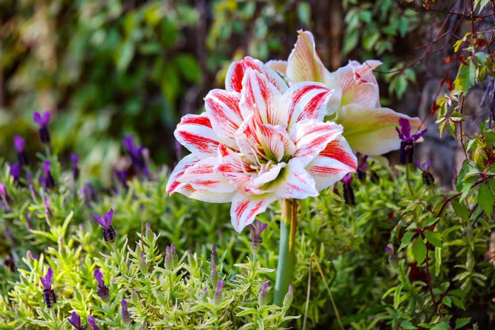 Amaryllis