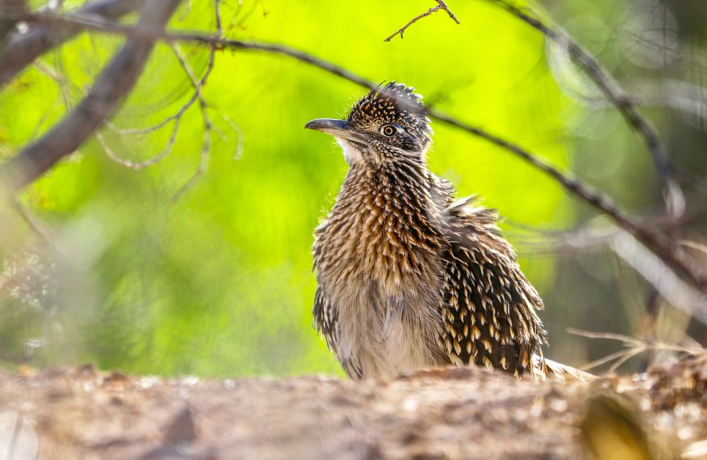 Greater roadrunner