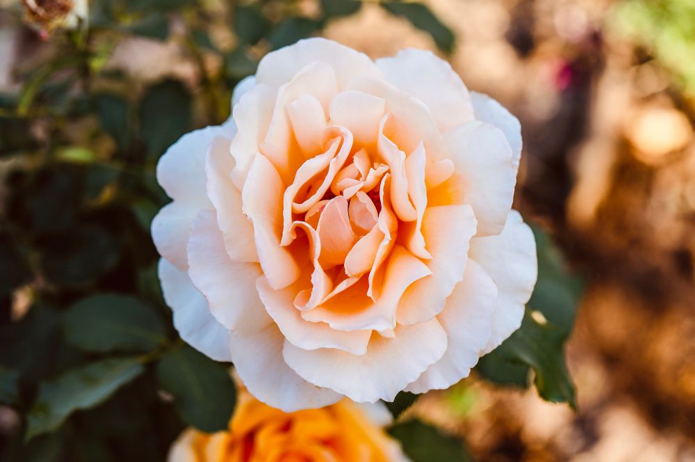Peach rose
