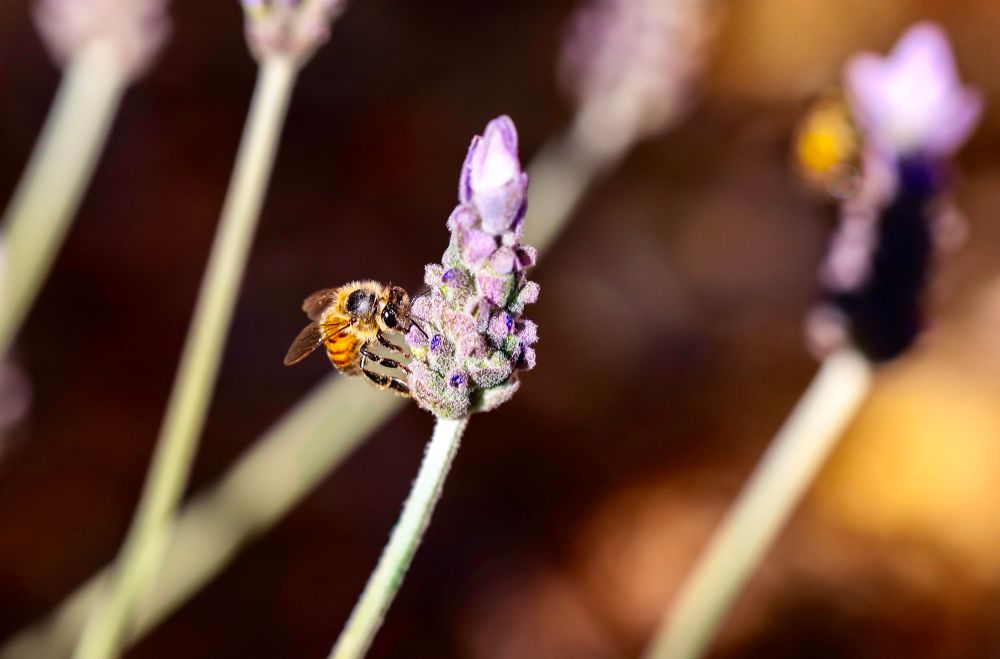 Honey bee on lavender