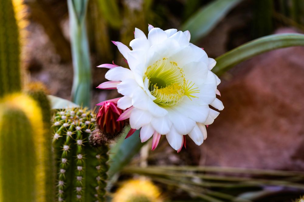 Argentine giant echinopsis bloom