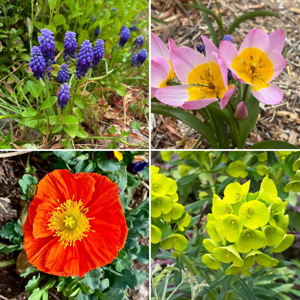 Springs Preserve Botanucal Garden in Las Vegas, NV
