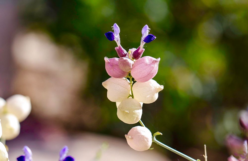 Bladder sage bloom
