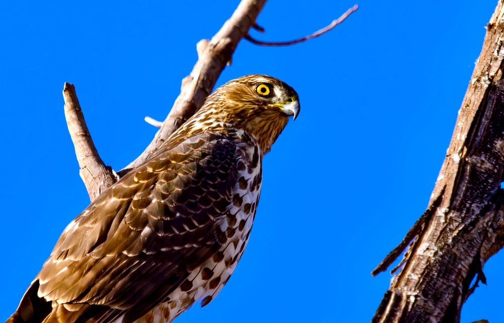 Cooper's hawk