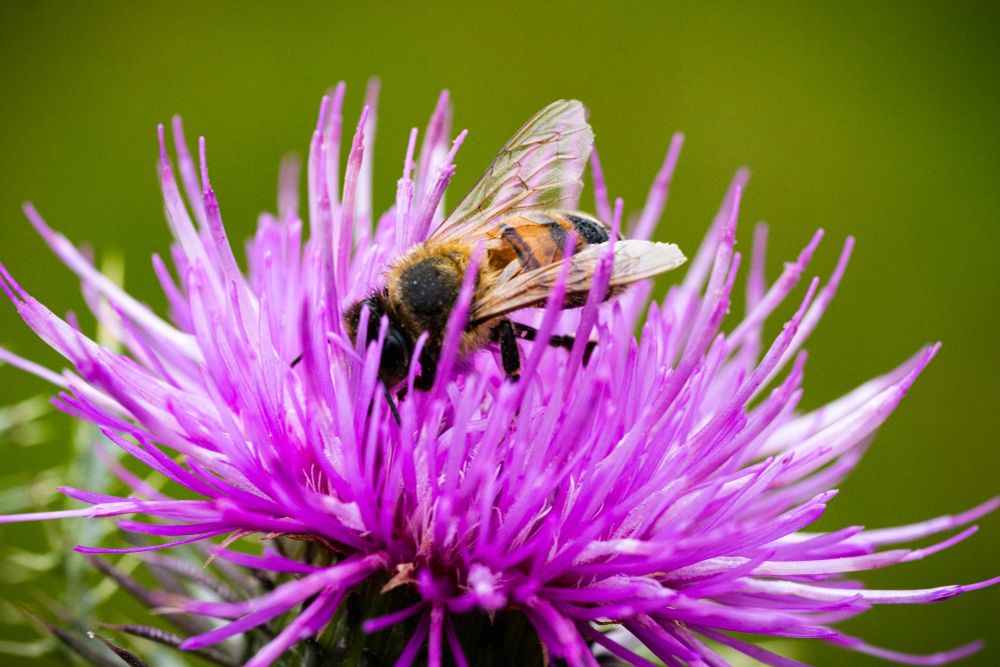 Eine Biene kriecht in die Blüte einer Diestel