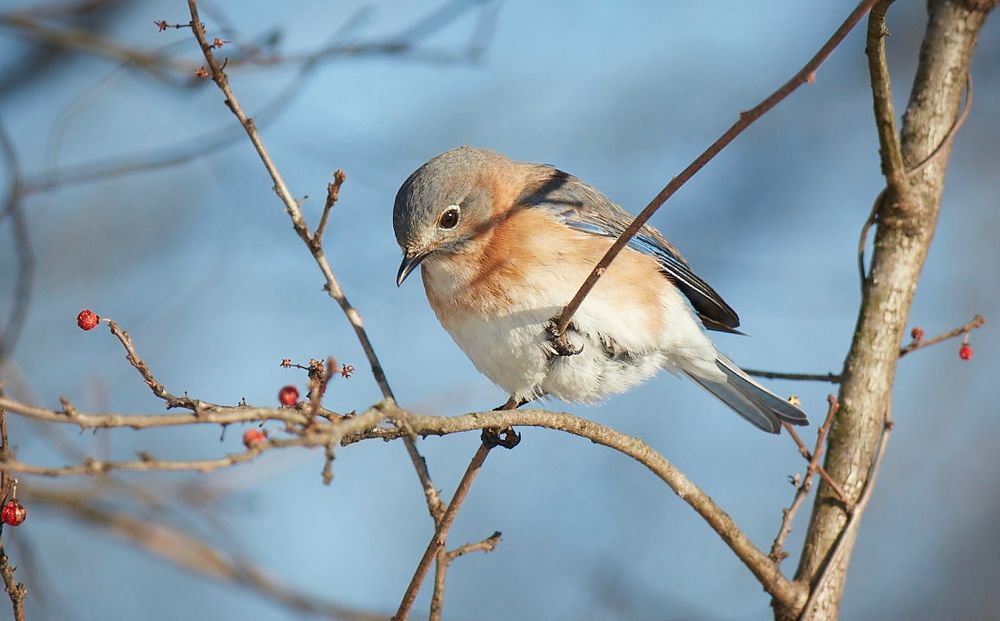 Female eastern bluebird looking lovingly at a rosehip to have as a snack 