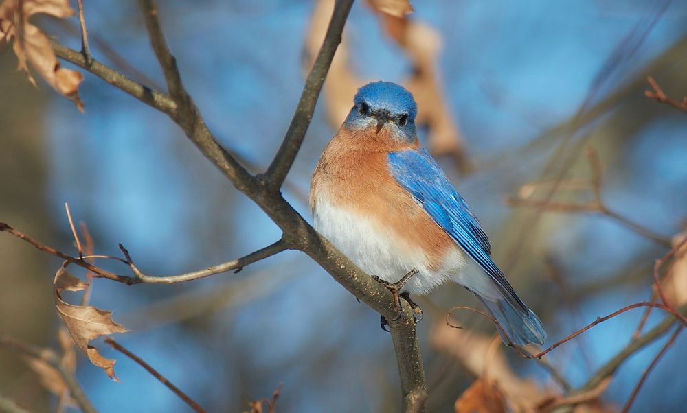 Male eastern bluebird on a branch looking at the camera with blue sky behind