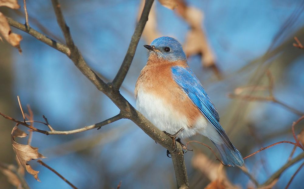Male eastern bluebird on a branch looking to the left with blue sky behind