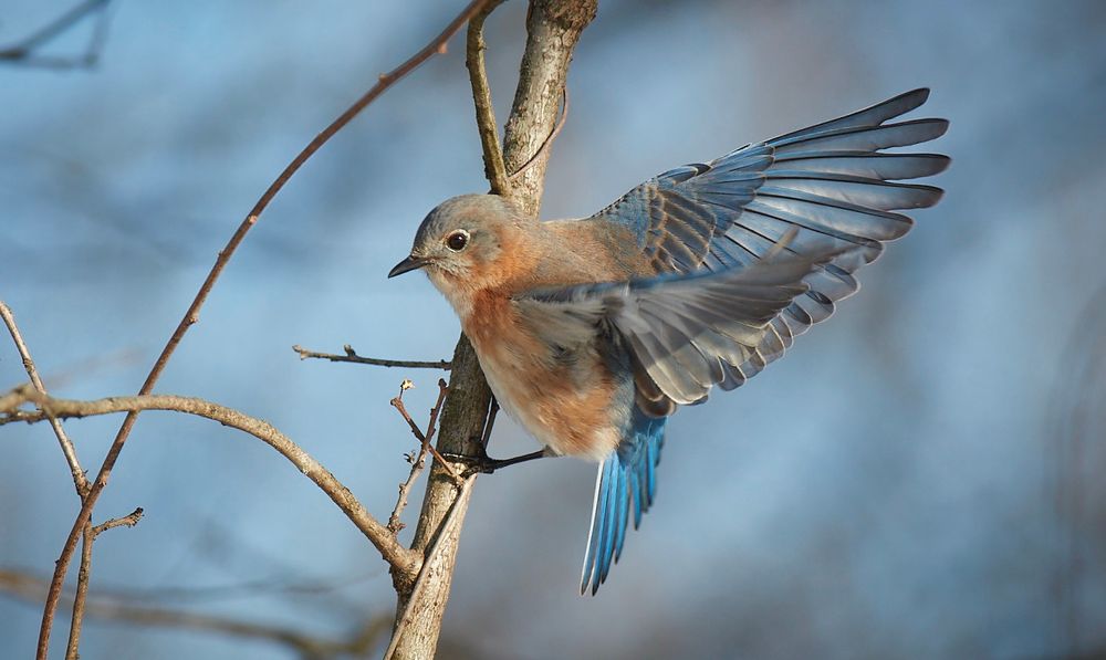 Female bluebird landing on a branch with wings out to the right corner of frame 