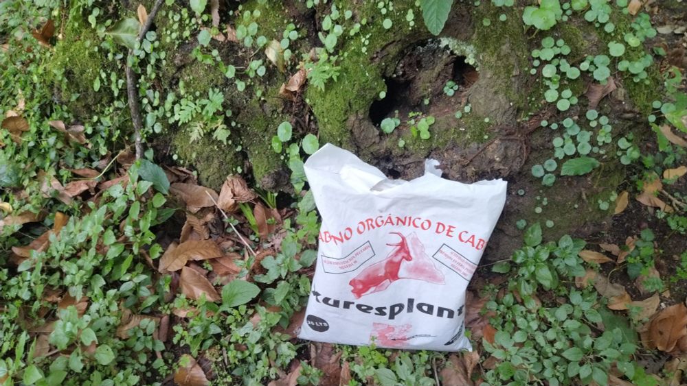 Guano de cabra a pé dun castiñeiro 