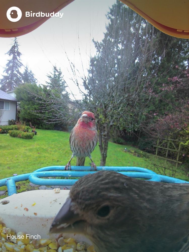 A female House Finch eats in the foreground while behind her a male House Finch waits