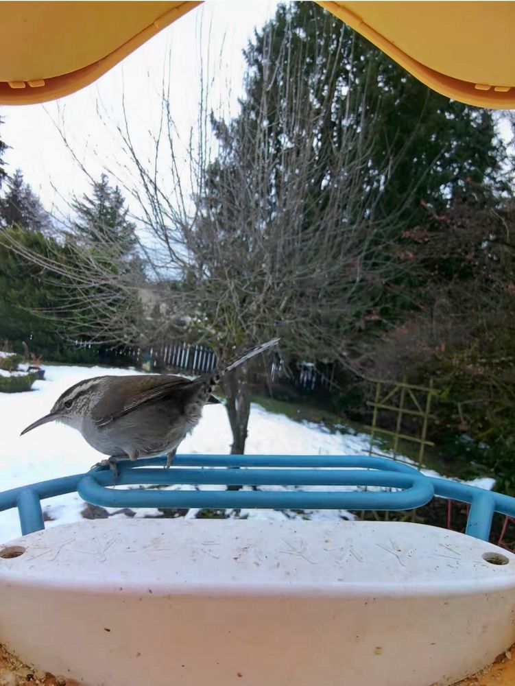 A Bewick’s Wren perches in profile at a feeder.