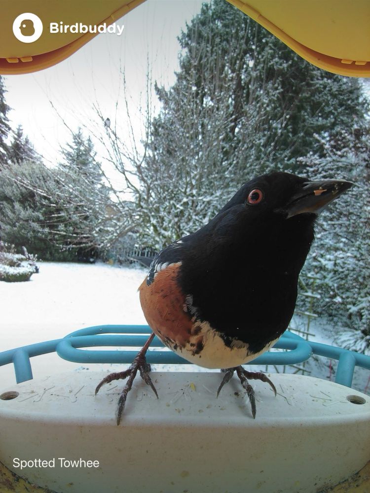 A Spotted Towhee stands at a feeder, red eye facing the camera, with a snowy backdrop.