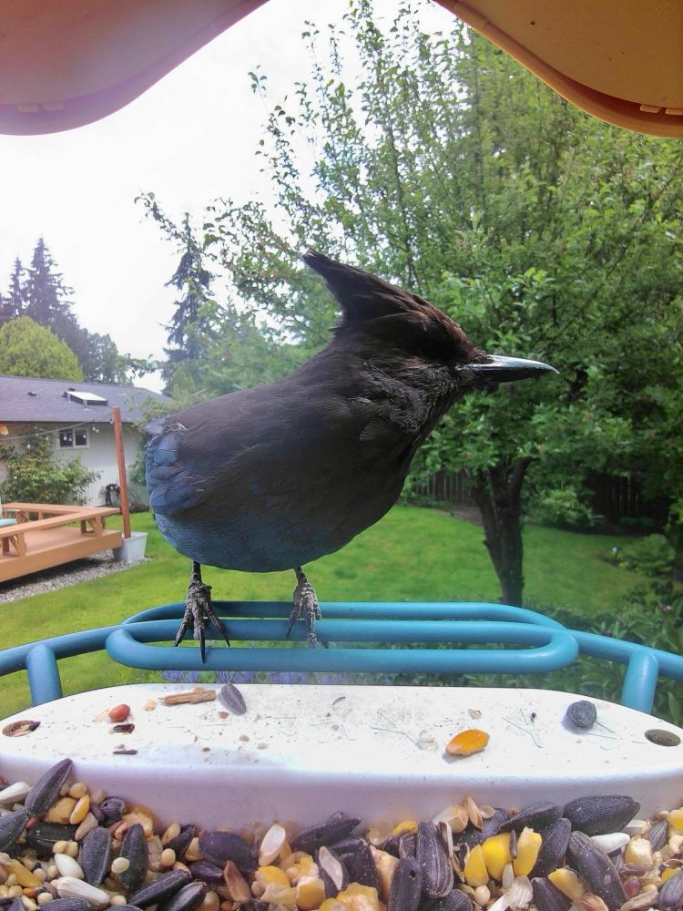 A large Jay with blue body and black head and crest stands at a feeder. His feet are facing the camera, and his head and upper body are turned sideways in profile.