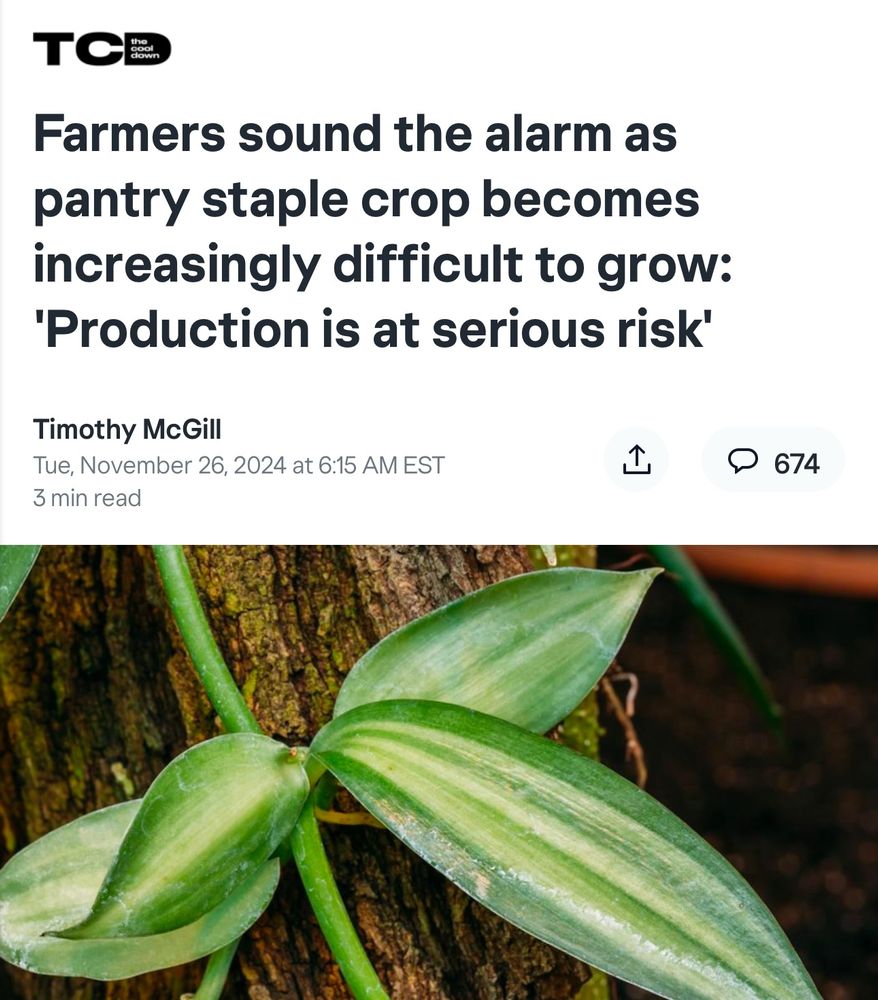 A green plant leaf that produces vanilla