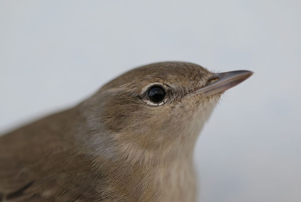 Garden warbler. Photo by Julia Slezacek