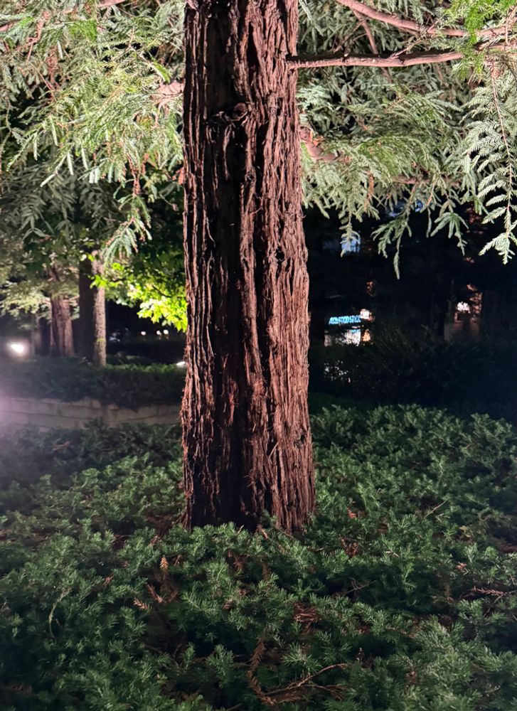 東京の木
Trees of Tokyo 