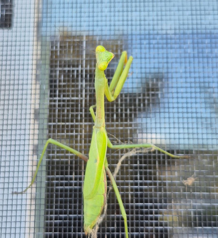 A green preying mantis on a window screen. The mantis has its head tilted to stare at the camera, almost with ripe contempt.