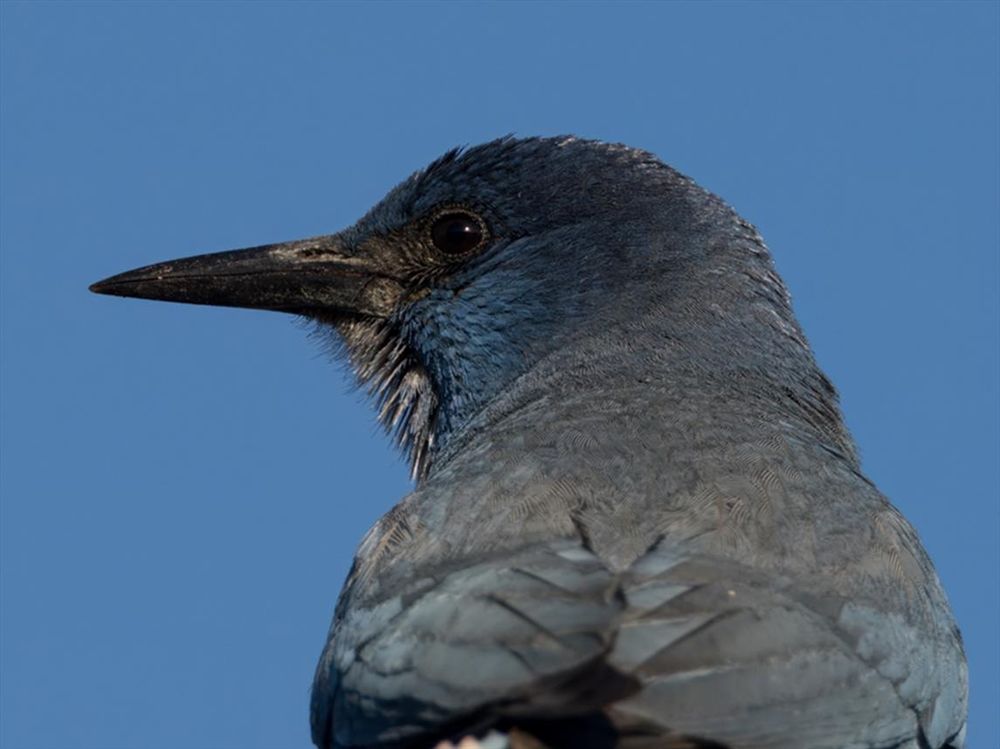 Closeup of Pinyon Jay head against a blue sky. Pinyon Jay photo by Bobby Wilcox. 