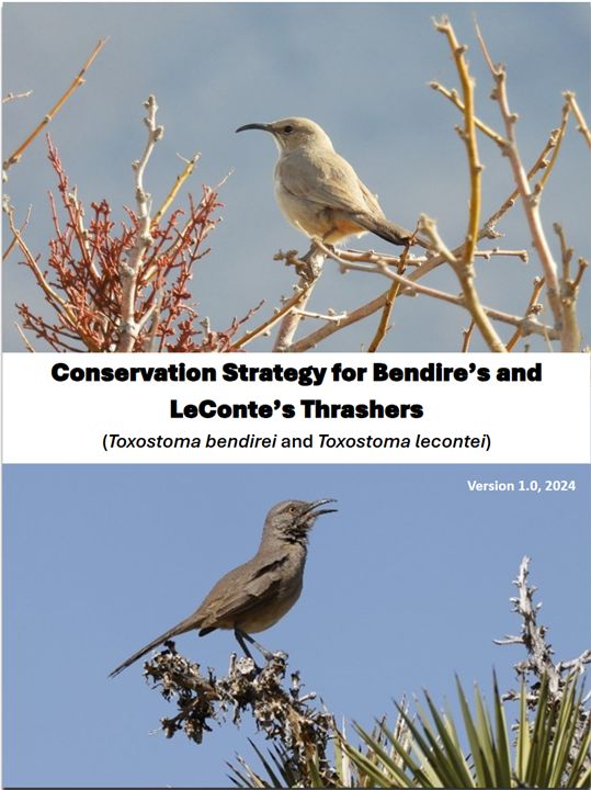 cover of desert thrasher conservation strategy