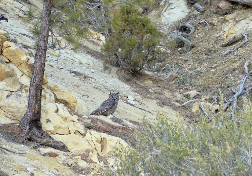 Great Horned Owl perched on ground in rocky draw.