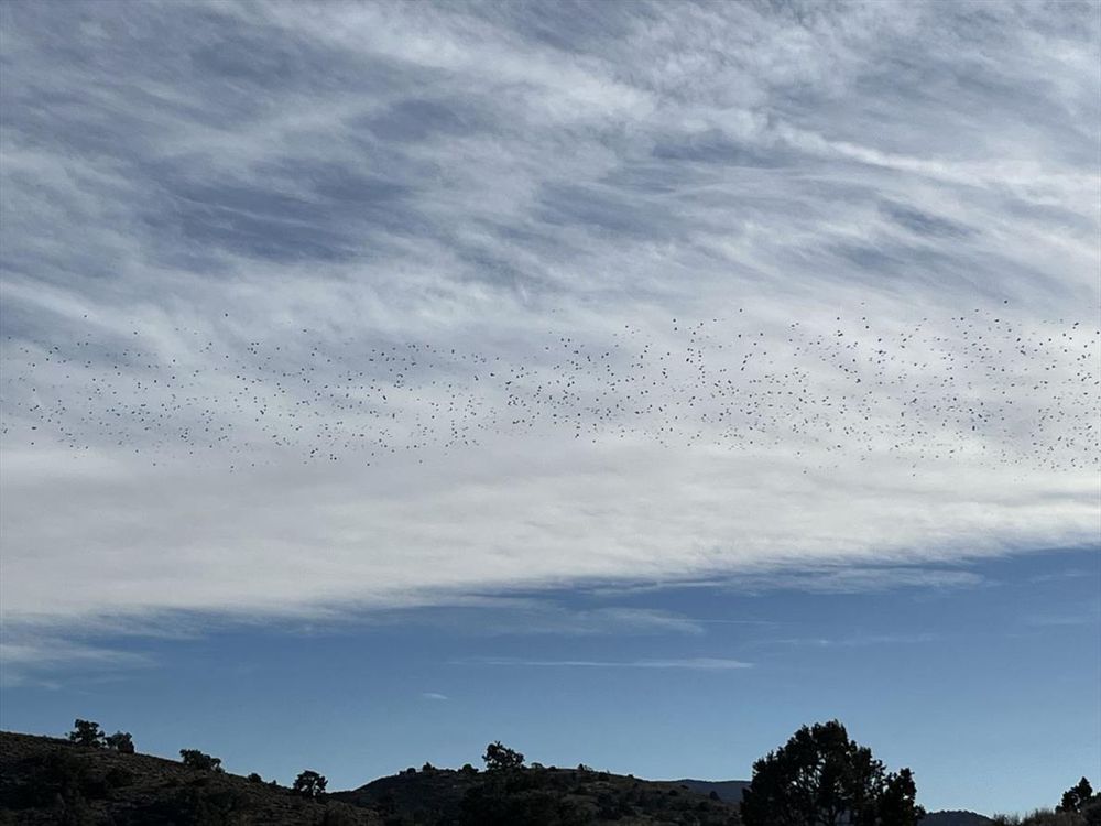 A massive Pinyon Jay flock flies over Carson City, Nevada, taken by one of our volunteers!  Looks like a cloud of tiny black dots silhouetted against an actual cloud.